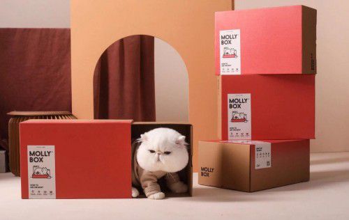 魔力貓盒三周年 用個性化訂閱重構寵物用品消費場景