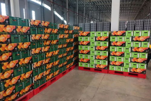 信豐陳毅希望學(xué)校 走進(jìn)橙鄉(xiāng),愛我家鄉(xiāng) 綠色主題研學(xué)實(shí)踐活動(dòng)